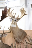 Approx 35 Pt. Huge B&c Whitetail