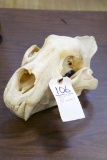 African Lion Skull (tx Res Only)