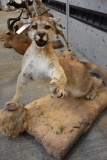 Mountian Lion Full Body