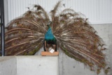 Fb Peacock