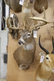 Approx. 28 Pt. Huge B&c Whitetail