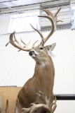 Approx 24 Pt. Huge B&c Whitetail