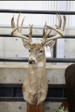 Northern Whitetail Ped Scores 235 7/8