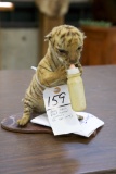 Tiger Cub (texas Res Only)