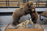 Grizzly Bear/ Bl Ack Bear Fighting (onex$)