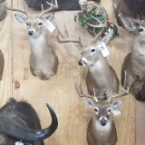 3 Whitetail Shoulder Mts (3x$)