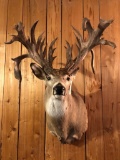32 Point Whitetail S/m Huge Mass And Drop Time