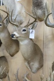 WHITETAIL WITH REPRO HORNS