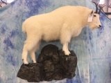 Fb Mountian Goat