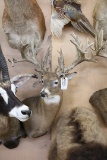 Whitetail Deer 50 Pt