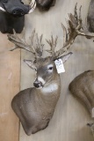 Approx 42 Pt. Huge B&c Whitetail