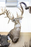 Approx 36 Pt. Huge B&c Whitetail