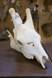 Giraffe Skull