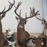 Approx 26 Pt. Huge B&c Whitetail