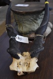 Wildebeest Skull, Eland Skull (2x$)