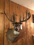 15 Pt Canadian Whitetail 175 4/8 Gross