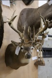 Whitetail From Barnharts