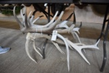 6 Elk Horns (6x$)