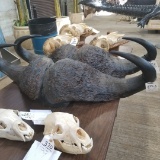 2 Repro Cape Buffalo Horns (2x$)