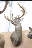 Approx 30 Pt. Huge B&c Whitetail