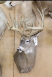 Approx 31 Pt. Huge B&c Whitetail