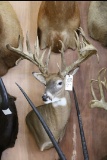 Approx 32 Pt. Huge B&c Whitetail
