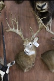Approx 24 Pt. Huge B&c Whitetail
