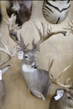 Approx 28 Pt. Huge B&c Whitetail
