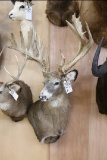 Approx 29 Pt. Huge B&c Whitetail