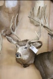 Idaho Mule Deer- 4x4 Shoulder Mt.