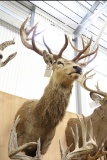 Red Stag From Barnharts