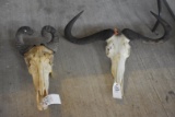 1 Hartebeest Skull, 1 Wildebeest Skull (2x$)