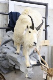 Fb Mountian Goat