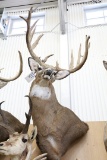 Approx. 20 Pt Huge B&c Whitetail