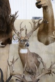 Approx. 42 Pt. Huge B&c Whitetail