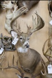 Approx. 30 Pt . Huge B&c Whitetail