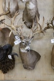Approx. 32 Pt. Huge B&c Whitetail