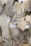 Approx. 28 Pt. Huge B&c Whitetail