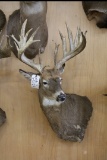 Approx. 24 Pt. Huge B&c Whitetail