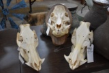 3 Hog Skulls (3x$)