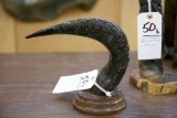 Carved Wildebeest Horn & Carved Eland Horn (2x$)