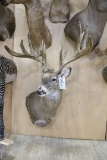 Approx 22 Pt. Huge B&c Whitetail