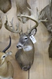 Approx. 22pt. Huge B&c Whitetail