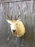 Rare Blonde Elk Mt- 5x5