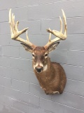 Huge Antlered 13 Pt Whitetail Mt-new