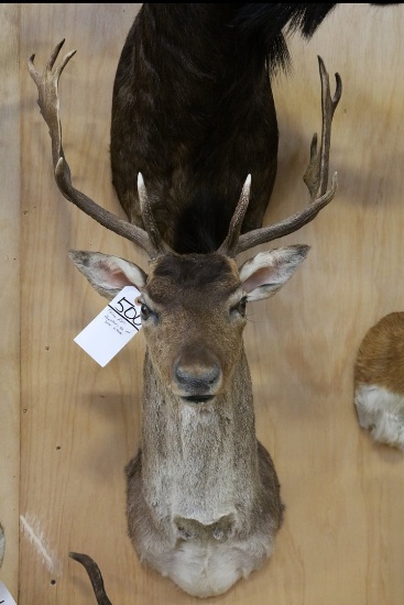 Fallow Deer Argentina Shoulder Mt. Sci Silver