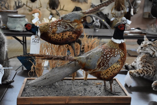 Pair Of Pheasants On Stand