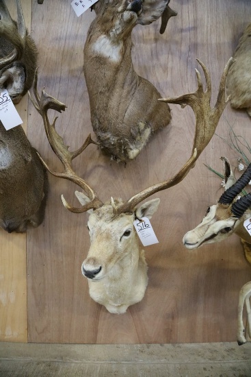 Fallow Deer From Barnharts