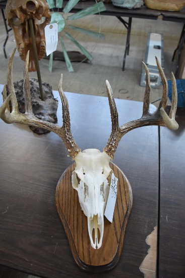 1 Roe Deerskull, 1 Whitetail Skull (2x$)