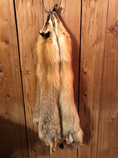4 Large Red Fox Hide Taned (4x$)